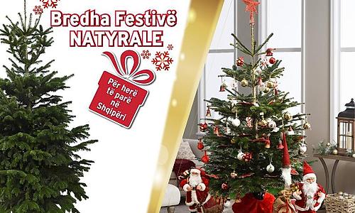 Pemë festive natyrale | Për herë të parë në Shqipëri